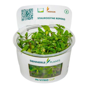Dennerle Plants Staurogyne Repens In-Vitro cup with vibrant green plant leaves for aquascaping.