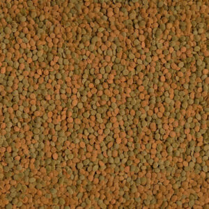 Close-up of assorted lentils, showcasing green and orange hues, ideal for healthy meals and recipes.
