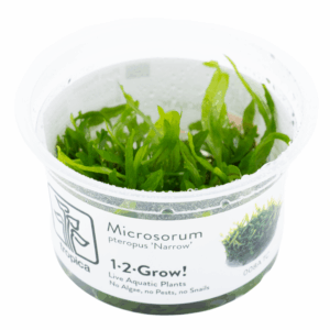 Tropica 008A Microsorum Pteropus Narrow live aquatic plants in a clear container ready for aquascaping.