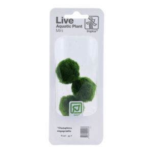 Tropica Aegagropila Linnaei Moss Balls in packaging, showcasing vibrant green spherical algae for aquariums.