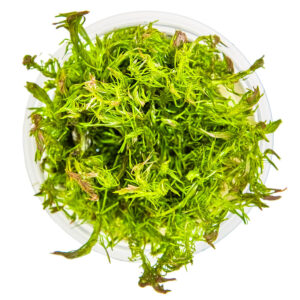 Tropica 032A Tissue Culture - Rotala wallichii aquarium plant in tissue culture cup.