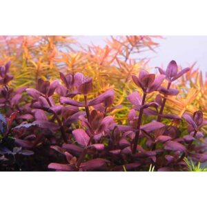 Vibrant aquatic plants with rich purple and green hues in a planted aquarium, showcasing lush growth and color diversity.