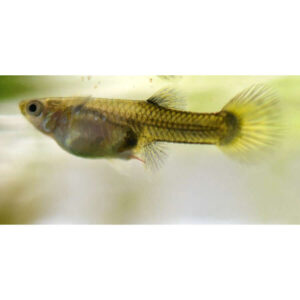 Aquarium fish swimming gracefully, showcasing vibrant colors and elegant fins, representing aquatic serenity.