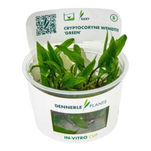 Dennerle Cryptocoryne Wendtii 'Green' In-Vitro plant in a cup, ideal for aquascapes, featuring lush green leaves.