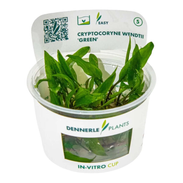 Dennerle Cryptocoryne Wendtii 'Green' In-Vitro plant in a cup, ideal for aquascapes, featuring lush green leaves.