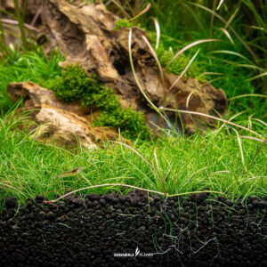 Close-up of lush Eleocharis pusilla grass in an aquarium with natural wood and rocks for aquascaping.
