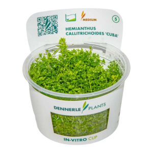 Dennerle Plants Hemianthus Callitrichoides Cuba In-Vitro cup with lush green carpeting plant for aquascaping.