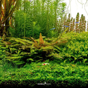 Lush aquascape featuring Dennerle Micranthemum tweediei 'Monte Carlo' and other aquatic plants.