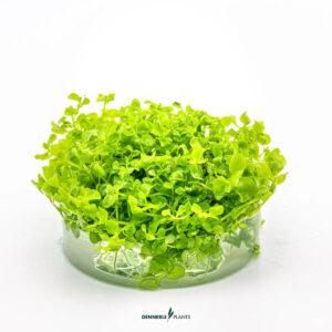 Dennerle Plants Micranthemum Tweedie In-Vitro lush green foreground aquatic plant in clear container.