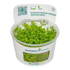 Dennerle Plants Micranthemum Tweedie 'Monte Carlo' in vitro cup, vibrant green aquatic foreground plant.