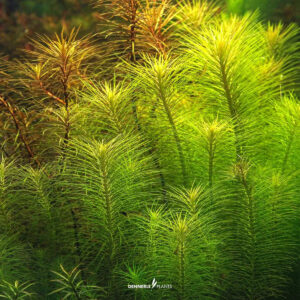 Close-up of Dennerle Plants Pogostemon Deccanensis in-vitro with delicate light green needles, ideal for aquascaping.