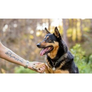 Happy dog holding a person's hand in a lush outdoor setting, showcasing a collar and ID tag.