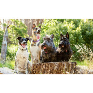 Four happy dogs outdoors sitting on a log, enjoying nature in a lush green environment.