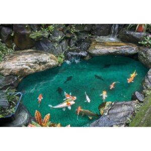 Vibrant pond featuring koi fish swimming in crystal-clear blue water surrounded by lush greenery and rocks.
