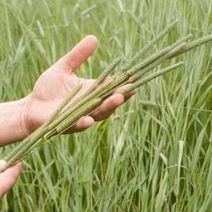 Hand holding fresh timothy grass stalks in a lush green field, showcasing natural hay ingredients for pets.