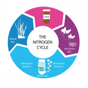 Illustration of the nitrogen cycle showing ammonia, nitrite, nitrate, bacteria, and food elements in a marine aquarium.