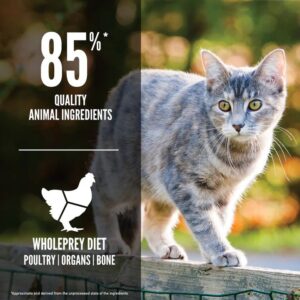 Orijen Cat and Kitten Food