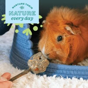 Guinea pig interacting with a natural chew toy, promoting exploration and play in a cozy environment.