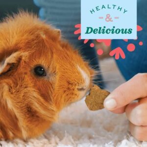 Close-up of a guinea pig enjoying a healthy and delicious baked treat with carrot and dill.