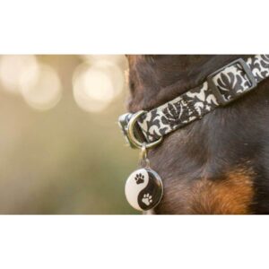 Close-up of a dog collar featuring a stylish pet ID tag with a paw print design, ideal for pet identification.
