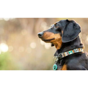 Pet ID tag featuring "Rescued and Loved" on a dog wearing a stylish collar in a natural outdoor setting.