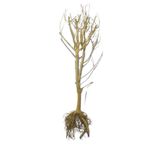 Phontinia wood for aquascaping, assorted pieces, size approximately 25-30cm, ideal for creating natural underwater landscapes.