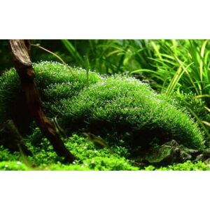 Tropica 001 Tissue Culture - Riccia fluitans aquarium plant in green lush environment.