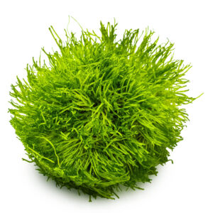 Tropica 001 Tissue Culture - Riccia fluitans vibrant green liverwort aquarium plant in tissue culture cup.