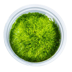 Tropica 001 Tissue Culture - Riccia fluitans in a closed cup, vibrant green aquatic plant for aquariums.