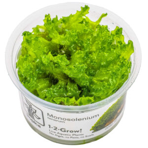 Tropica 002C Tissue Culture - Monosolenium tenerum in closed cup, vibrant green aquarium plant for aquascaping.