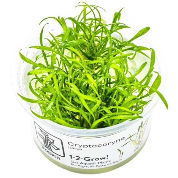 Tropica 002C Tissue Culture - Cryptocoryne Parva live aquatic plant in tissue culture cup.