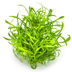 Tropica 002C Tissue Culture - Cryptocoryne Parva aquarium plant in tissue culture cup, vibrant green, suitable for aquariums.