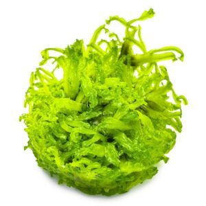 Tropica 002C Tissue Culture - Monosolenium tenerum green liverwort aquarium plant in closed cup
