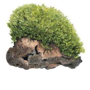 Tropica 002C Tissue Culture - Monosolenium tenerum liverwort with lush green foliage on rock.