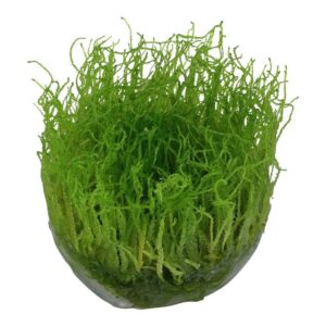 Tropica 003 Tissue Culture Taxiphyllum barbieri aquarium plant in tissue culture cup, vibrant green moss.
