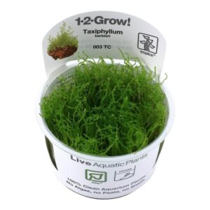 Tropica 003 Tissue Culture Taxiphyllum barbieri live aquarium plant in a cup, showcasing lush green moss.