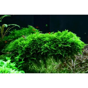 Vibrant green Christmas Moss (Vesicularia Montagnei) thriving in an aquarium, showcasing its lush, bushy texture.