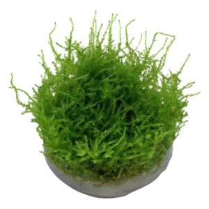 Lush green Vesicularia montagnei Christmas moss in a clear cup, ideal for aquariums and tissue culture setups.
