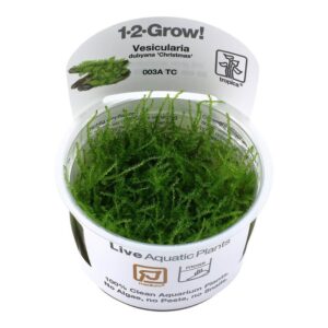 Tropica 003A Tissue Culture Vesicularia montagnei Christmas in a cup, showcasing vibrant green moss for aquariums.