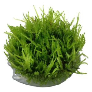 Tropica 003B Tissue Culture Vesicularia ferriei Weeping moss in a closed cup, vibrant green aquatic plant for aquariums.