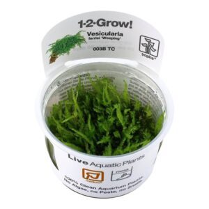 Live tissue culture of Vesicularia ferriei 'Weeping' in clear cup for aquarium use.