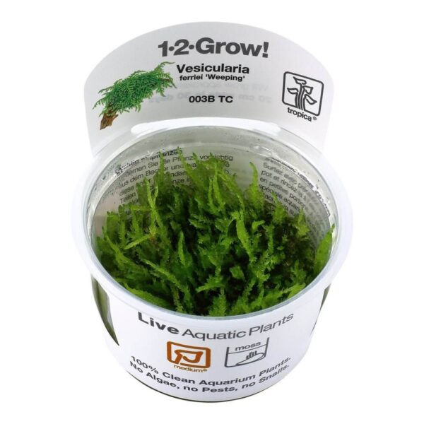 Live tissue culture of Vesicularia ferriei 'Weeping' in clear cup for aquarium use.