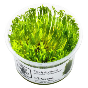 Tropica 003C Tissue Culture - Taxiphyllum alternans Taiwan Moss in a clear cup, ideal for aquarium decoration and moss walls.