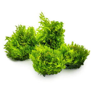 Tropica 003D Tissue Culture - Riccardia chamedryfolia aquarium plant in a closed cup, showcasing intricate green texture.