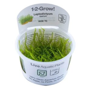 Tropica 003E Tissue Culture Leptodictyum riparium live aquatic plant in a clear container with label displaying care instructions.