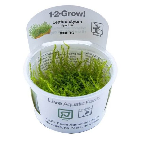 Tropica 003E Tissue Culture Leptodictyum riparium live aquatic plant in a clear container with label displaying care instructions.