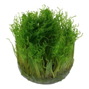 Tropica 003G Tissue Culture - Taxiphyllum Spiky aquatic plant in closed cup, featuring vibrant green spiky growth.