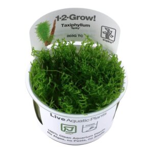 Tropica 003G Tissue Culture Taxiphyllum Spiky aquarium plant in a cup, showcasing vibrant green, branched shoots.