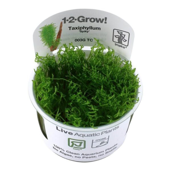 Tropica 003G Tissue Culture Taxiphyllum Spiky aquarium plant in a cup, showcasing vibrant green, branched shoots.