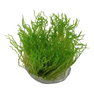 Tropica 003H Taxiphyllum Flame tissue culture aquatic plant in closed cup, featuring vibrant green, undulating shoots.